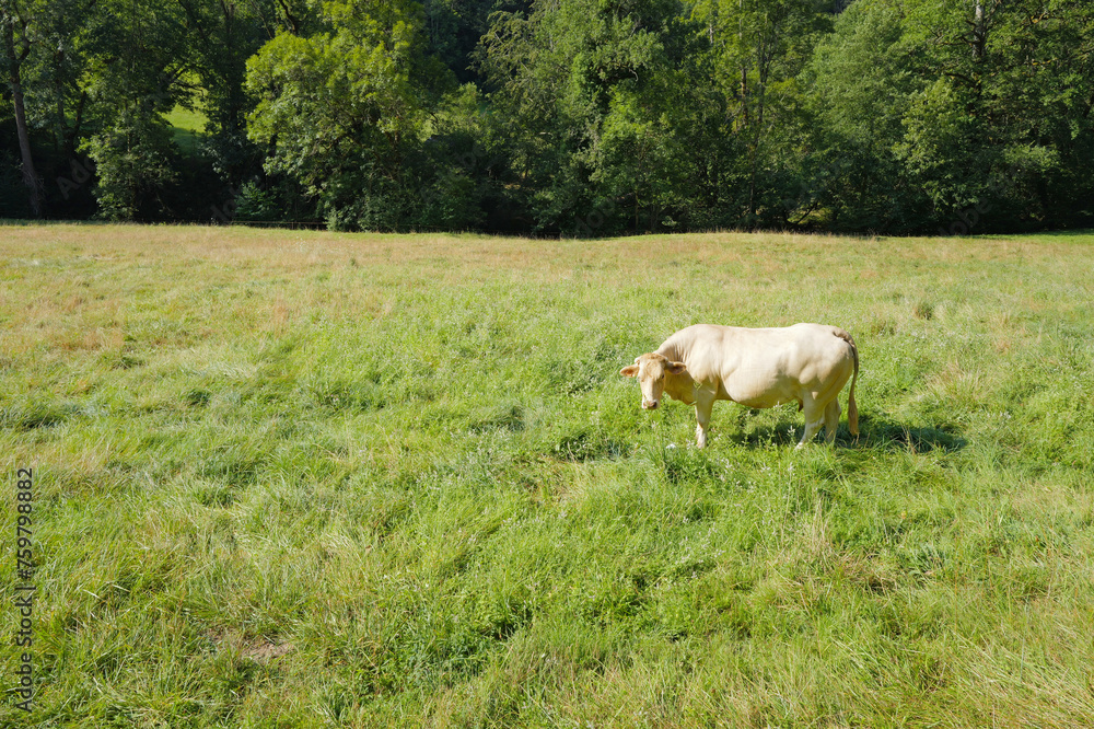 Une vache dans un champ dans l'Aveyron