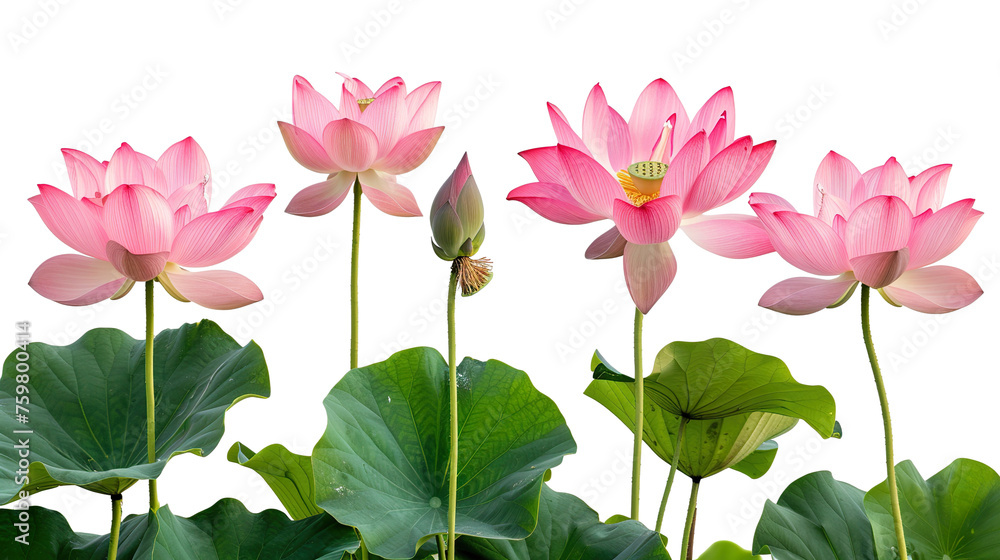 Group of three, four, five blooming lotus isolated on white background PNG Group of three, four, five blooming lotus isolated on white background PNG