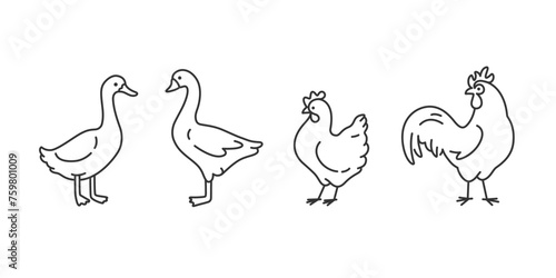 Domestic fowl. Cute animals icons set - duck, chick, goose, cock. Vector illustration with farm bird in cartoon style.