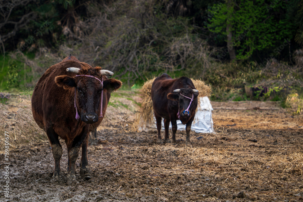 Fototapeta premium 放牧された牛たち