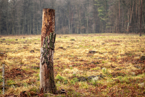 Fototapeta Naklejka Na Ścianę i Meble -  PIeń na tle wyciętego lasu 