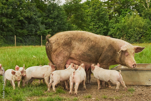 Eco pig farm in the field in Denmark. Piglet sucking milk © Виктор Осипенко