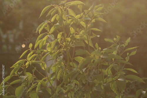 Low light Cinnamomum camphora tree photo