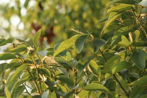 Low light Cinnamomum camphora tree