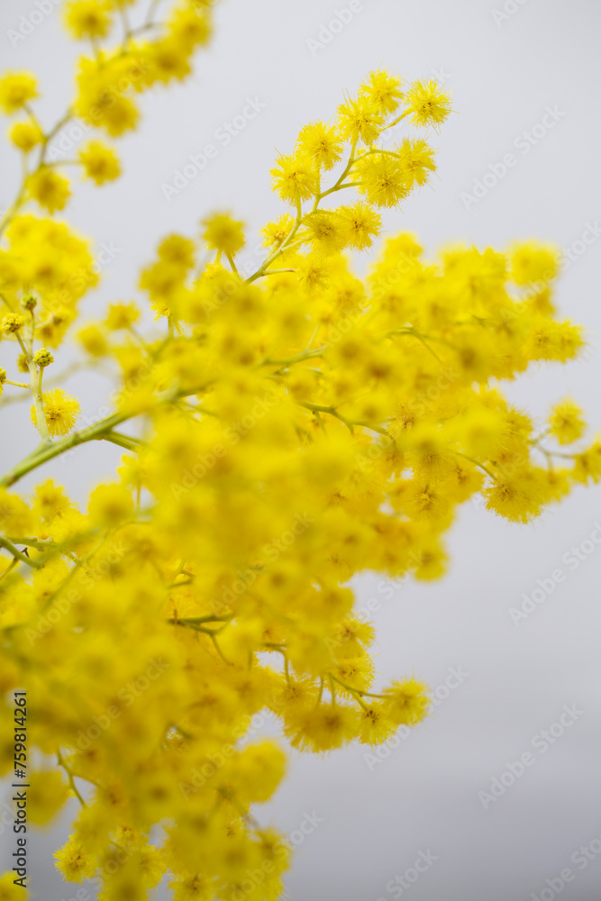 Gelbe Mimosen - Nahaufnahme, Close up. Gelbe Mimosen - Nahaufnahme, Close up.