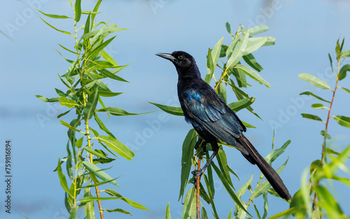 black bird perched on tree