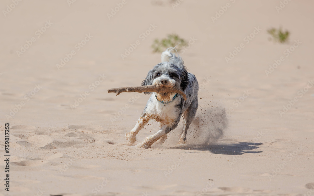 Bordoodle,, Border Doodle, and Border Collie Poodle running on sandy beach Bordoodle,, Border Doodle, and Border Collie Poodle running on sandy beach
