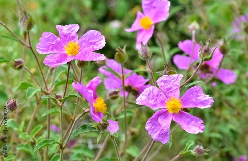 photos of natural flowers growing in the countryside