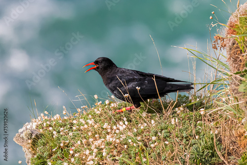 Chough calling