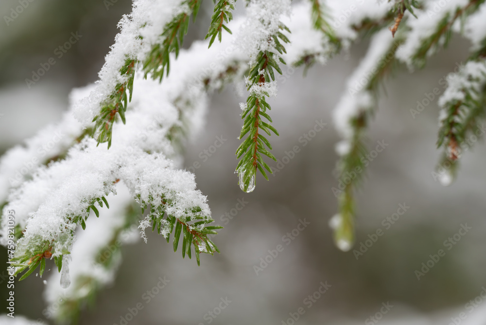 Pine twig with a drop of melted snow. Pine twig with a drop of melted snow.
