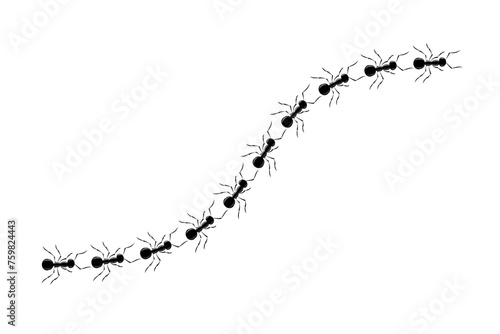 Ants road top view design vector illustration isolated on white background. Trail line curve of ants bug in row. Pest control or insect searching illustration