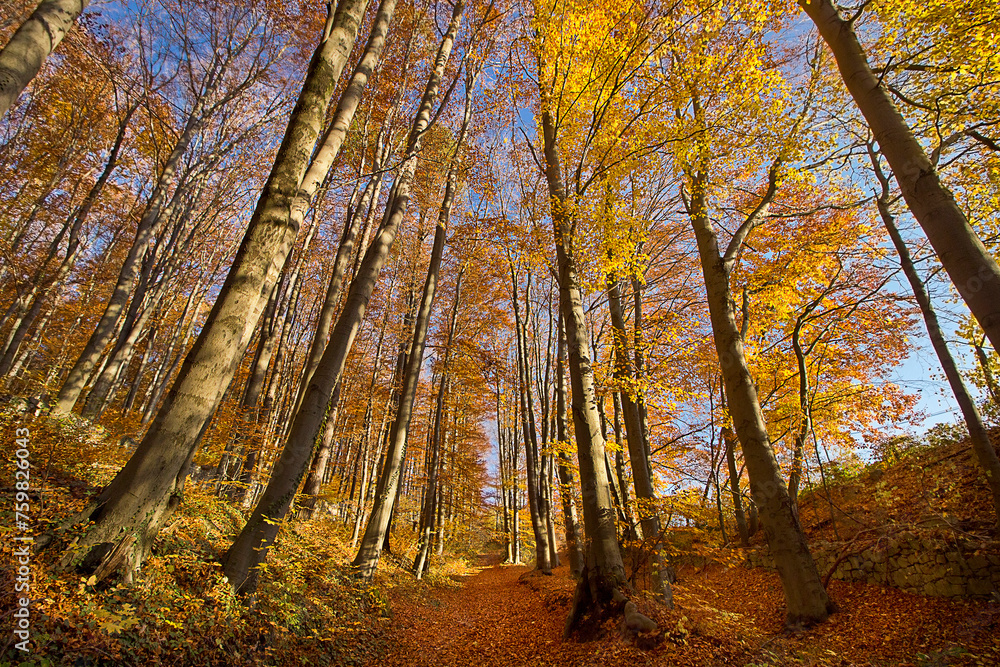 an autumn landscape. View of an autumn forest with yellow leaves an autumn landscape. View of an autumn forest with yellow leaves