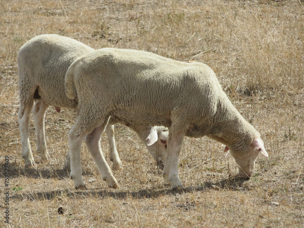 sheep wool milk animal grazing lying farm cheese sheep wool milk animal grazing lying farm cheese
