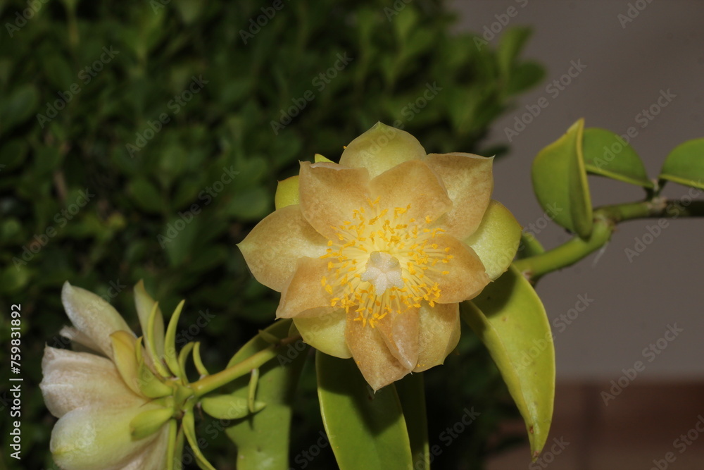Fototapeta premium Ora pro nobis close up flower 
