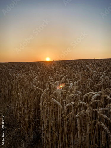 Coucher de soleil sur les champs de blé