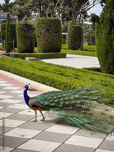 Paon majestueux dans un parc 