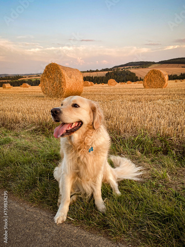 Golden retriever au coucher de soleil de la campagne