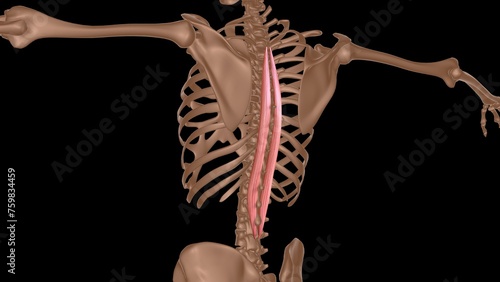 human female muscle anatomy for medical concept 3d rendering photo