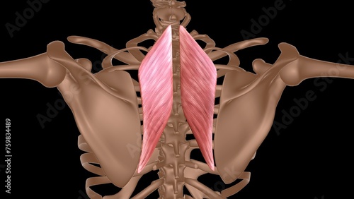 human female muscle anatomy for medical concept 3d rendering photo