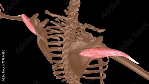 human female muscle anatomy for medical concept 3d rendering photo