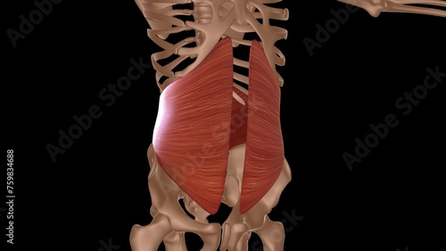 human female muscle anatomy for medical concept 3d rendering photo