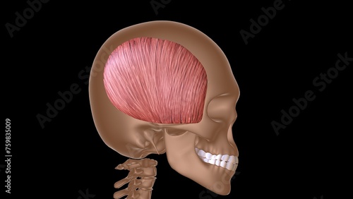 human female muscle anatomy for medical concept 3d rendering photo