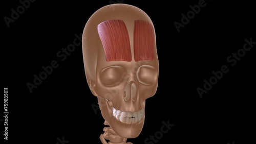 human female muscle anatomy for medical concept 3d rendering photo