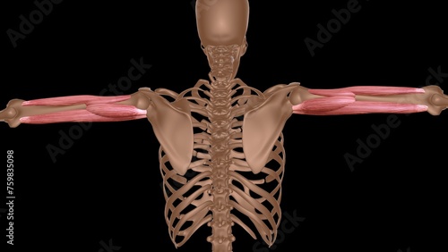 human female muscle anatomy for medical concept 3d rendering photo