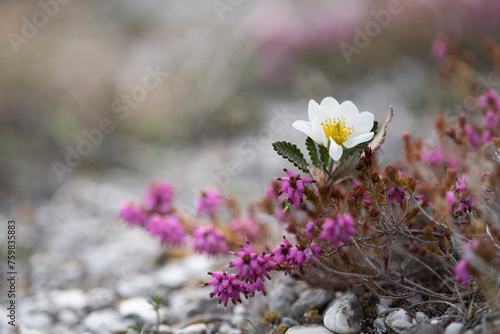 CAMEDRIO ALPINO Dryas octopetala photo