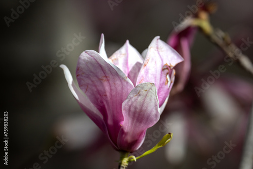 magnolia flower closeup