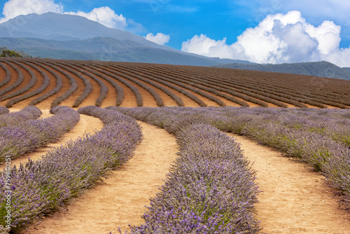 Rows of cultivated lavender plants growing in rich soil. Mountain and summer sky background. Tasmania, Australia. © Rixie