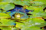A frog basks in the serenity of the pond, its sleek body partially submerged as it rests on a lily pad or waits patiently for prey amidst the tranquil waters.