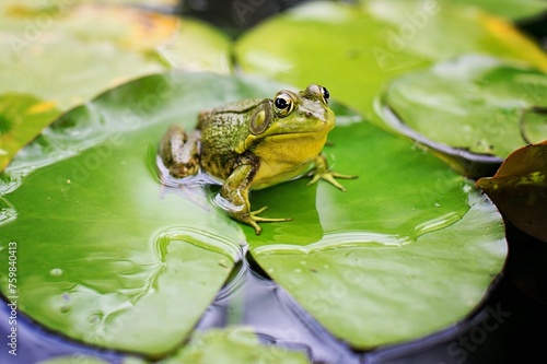A frog sits on a lily pad in the center of the pond, its reflective surface mirroring the surrounding trees and sky, creating a serene and tranquil scene in nature. © tang