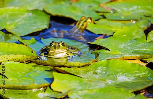 A frog basks in the serenity of the pond, its sleek body partially submerged as it rests on a lily pad or waits patiently for prey amidst the tranquil waters. © tang