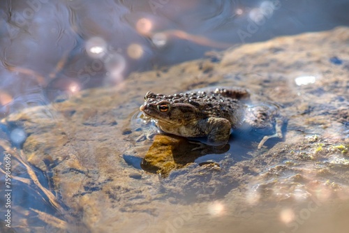 A frog floats gently in the water, its webbed feet barely breaking the surface as it leisurely drifts along, embracing the tranquility of its aquatic habitat. © tang