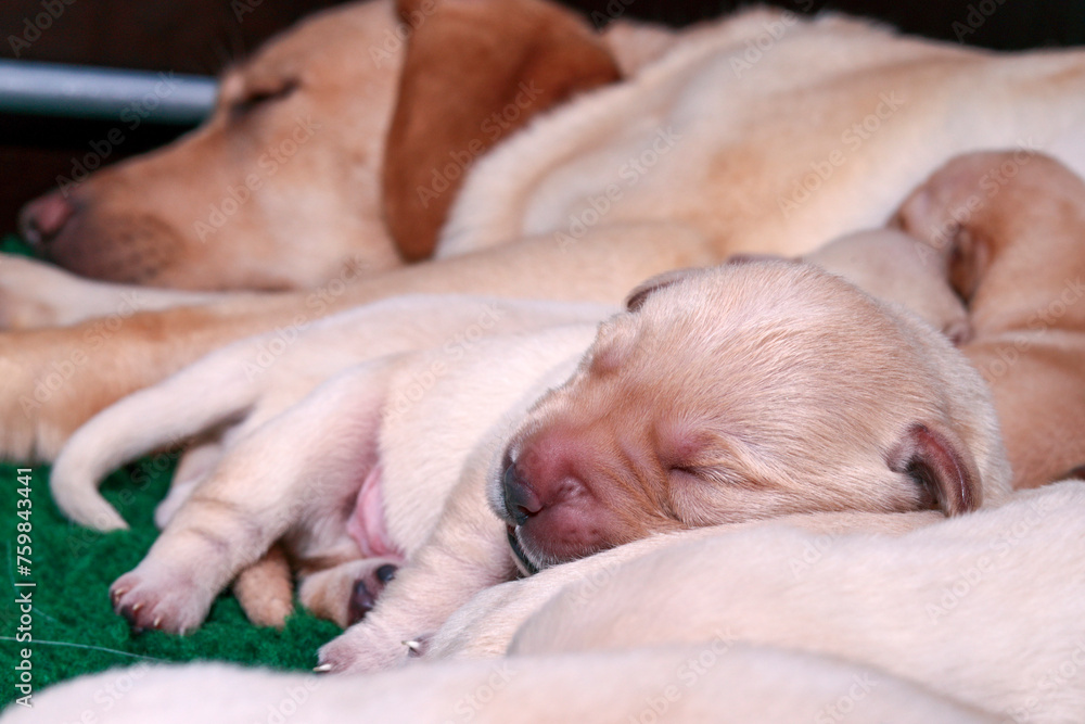 Labrador Napping Snugly sleeping against mama. The little Labrador pup looks perfectly ...