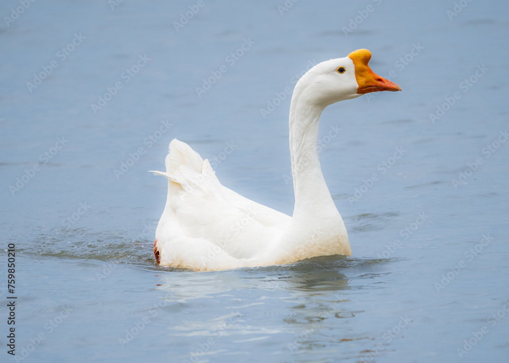 Fototapeta premium Pelican and goose birds at a lake