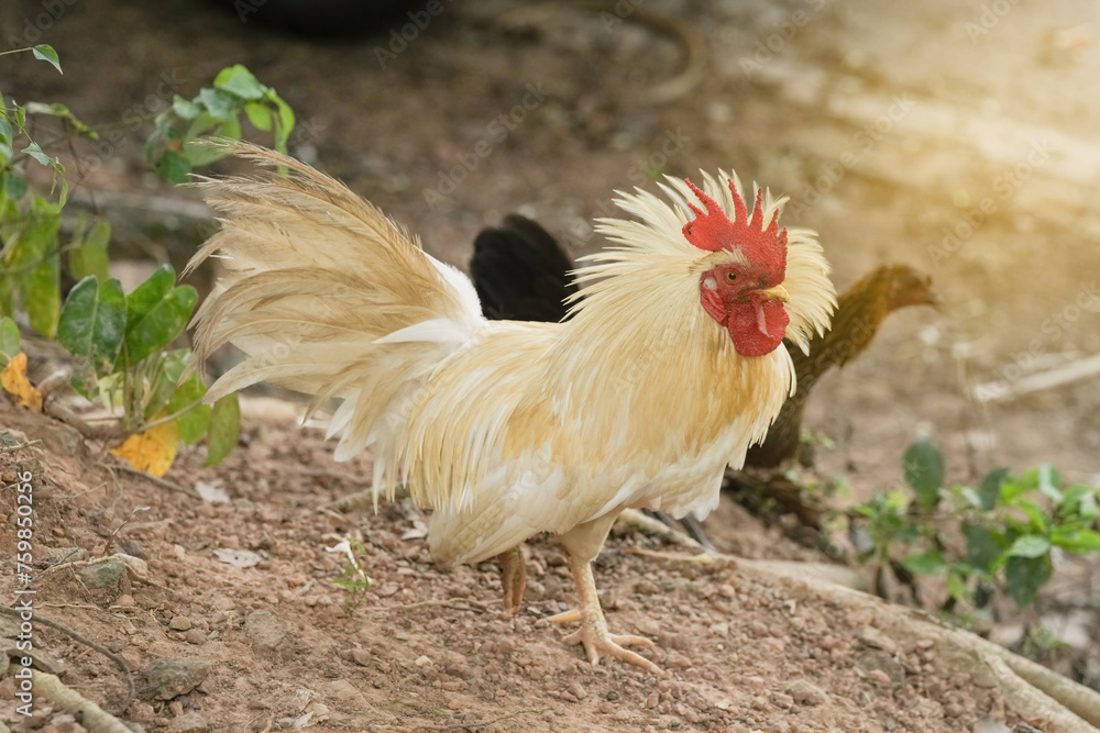 chicken rooster in the farm at countryside.