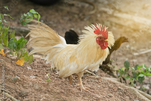 chicken rooster in the farm at countryside.