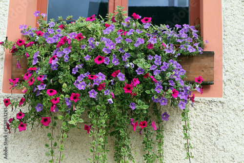 Fototapeta Naklejka Na Ścianę i Meble -  Balkonblumen, Blumenschmuck, Blüten, Blumen
