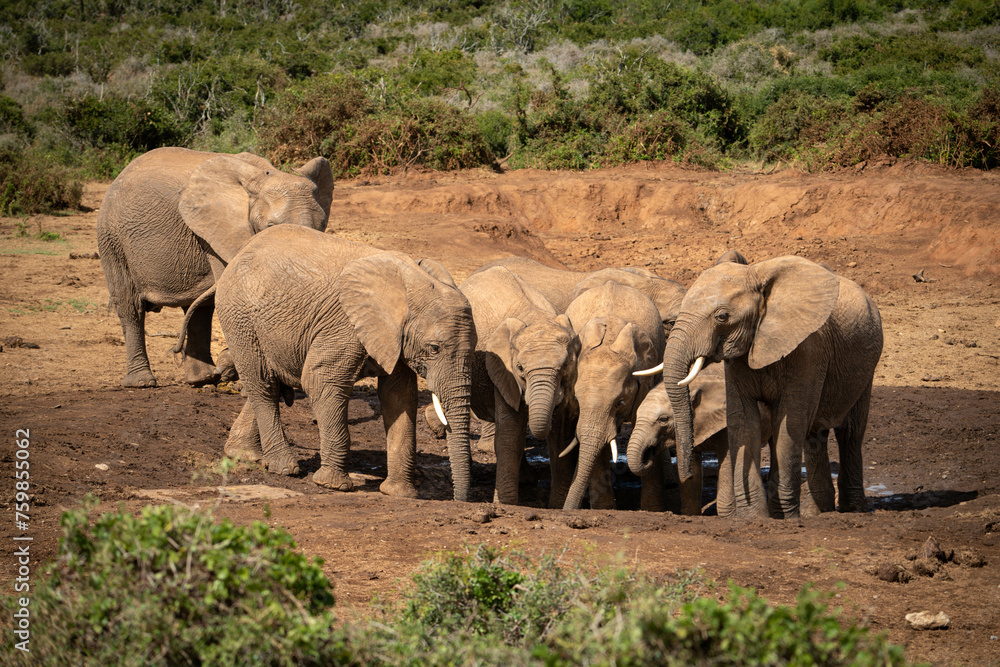 Herd of African bush elephants at watering hole in Addo Elephant National Park, Gqeberha (Port Elizabeth), South Africa Herd of African bush elephants at watering hole in Addo Elephant National Park, Gqeberha (Port Elizabeth), South Africa