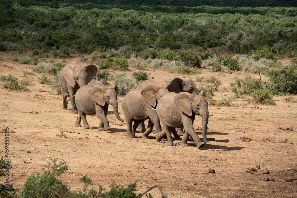 Running African bush elephants in Addo National Park, Gqeberha (Port Elizabeth) South Africa 