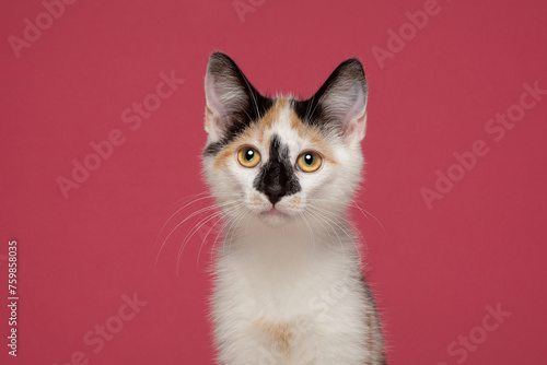 Calico Tri Colour Cat Kitten Pink Background Studio Headshot Portrait Cute
