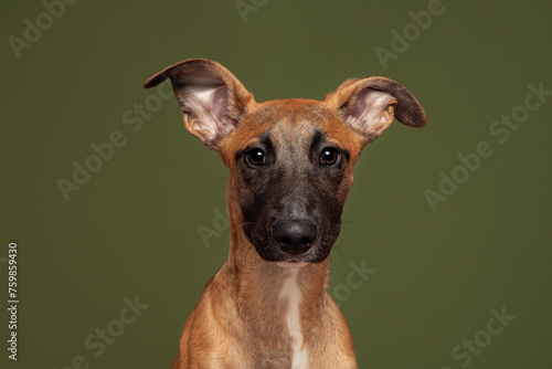 Lurcher Cross Breed Dog Big Ears Studio Portrait Green Background