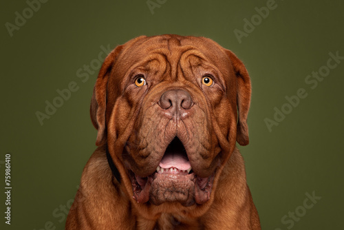 Dogue De Bordeaux Big Dog Green Background Studio Headshot Portrait