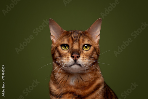 Ginger Bengal Cat Green Colour Background Studio Headshot © Alexandra