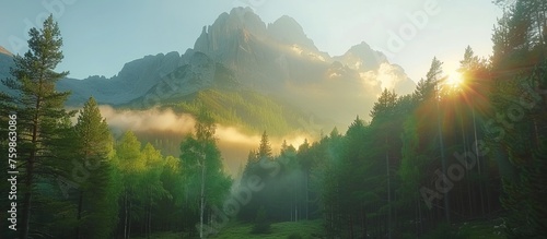 A mountain bathed in backlight turning the entire mountain golden, with a pine forest in the foreground