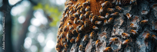 a swarm of bees on a stovbur tree, a hive with bees on honeycombs, for a banner photo