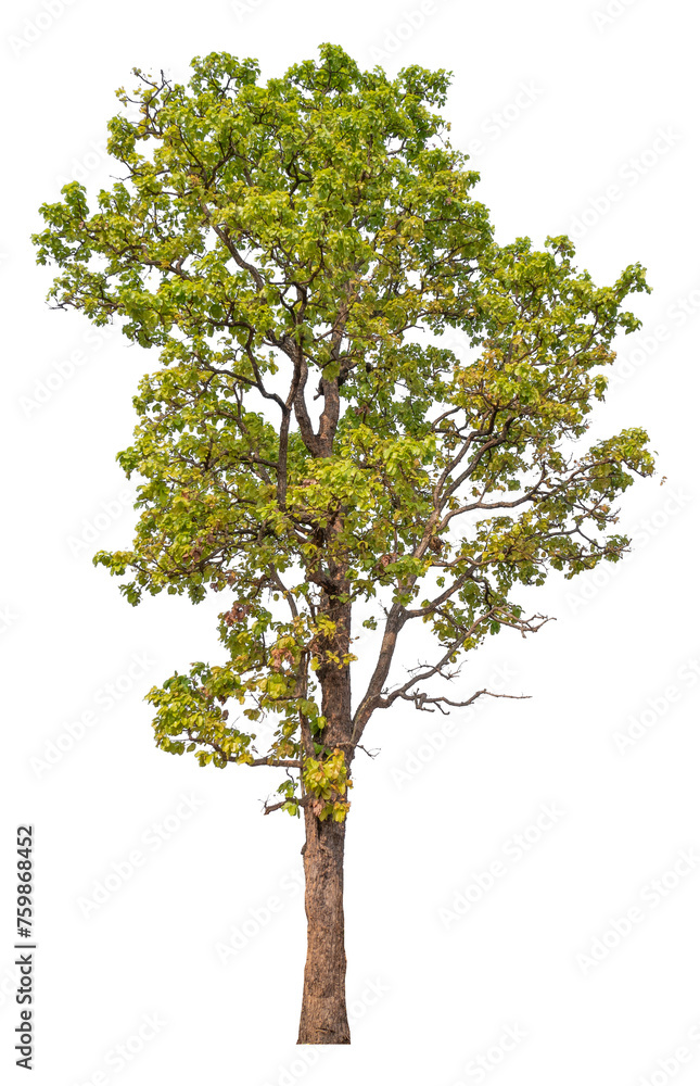 tree image dicut and removed original background, PNG transparent tree image dicut and removed original background, PNG transparent
