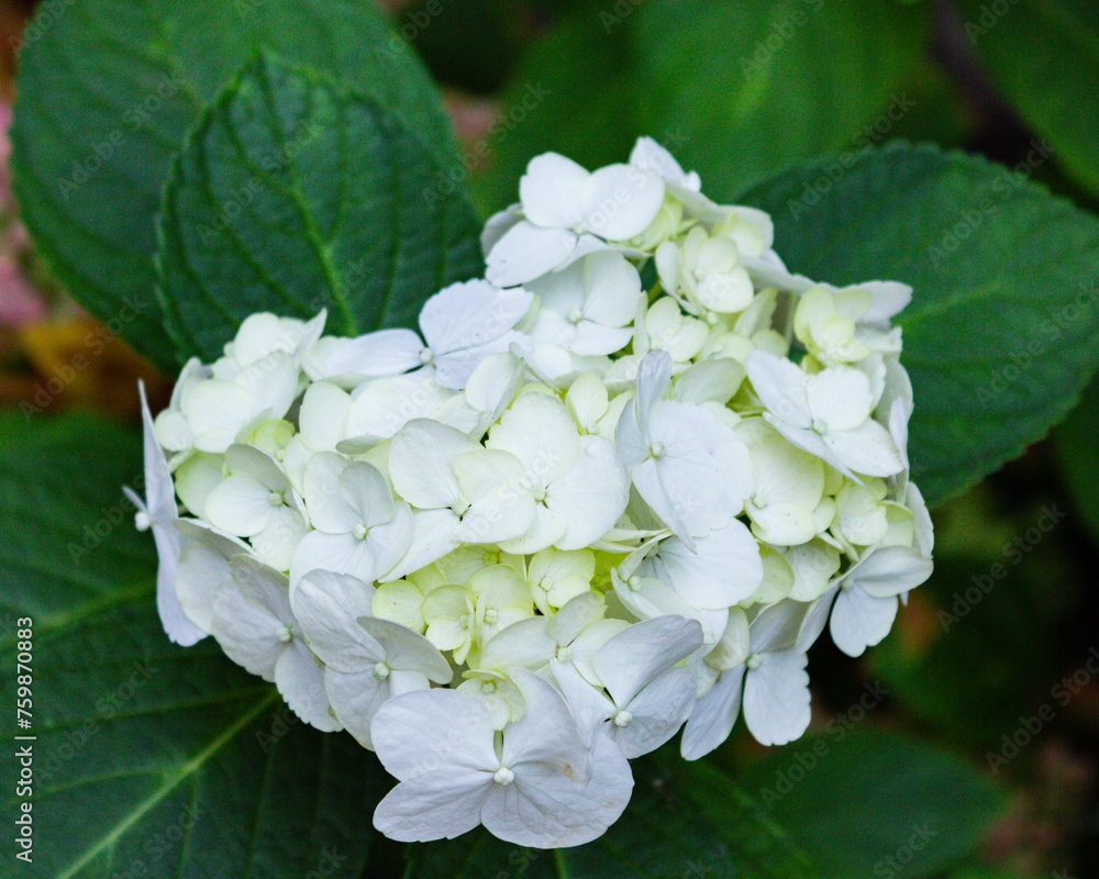 white hydrangea flowers white hydrangea flowers